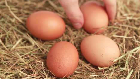 Hand-taking-chicken-eggs