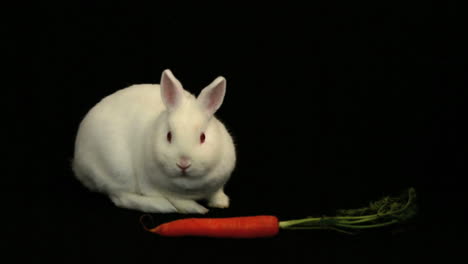 White-bunny-rabbit-sniffing-around-a-carrot