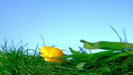 Yellow-tulip-falling-in-the-grass-on-blue-background