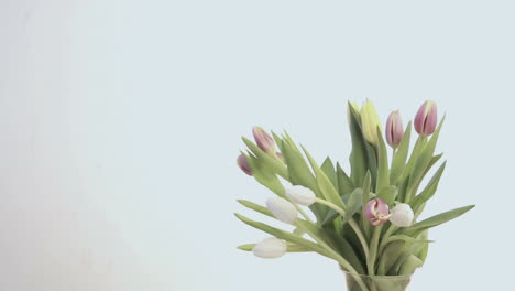 Man-placing-bunch-of-tulips-in-vase