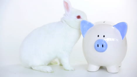 Weißes-Kaninchen-Neben-Einem-Sparschwein-Und-Jemand-Legt-Bargeld-Hinein