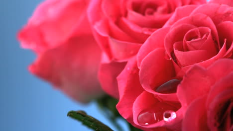 Close-up-on-raindrop-falling-on-flowers