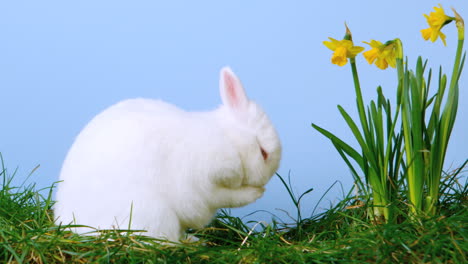 White-cute-bunny-scratching-his-nose-next-to-daffodils