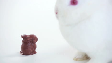 Weißer-Hase-Schnüffelt-Schokoladenhasen