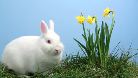 Weißes-Häschen-Schnüffelt-Im-Gras-Mit-Gelben-Narzissen