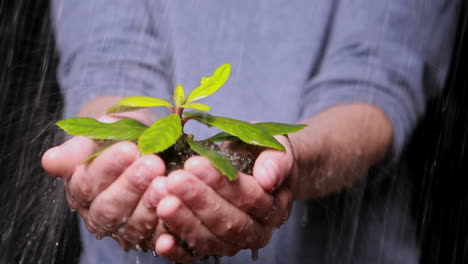 Hands-holding-seedling-in-the-rain