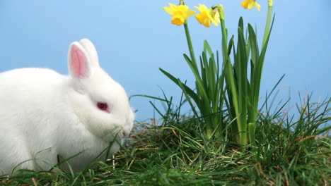 Bunny-rabbit-sniffing-around-the-grass-with-yellow-daffodils