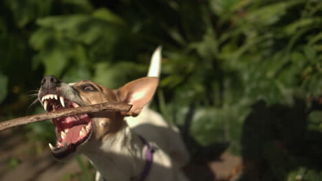 Dog-catching-stick