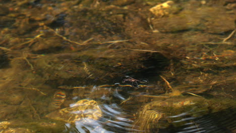 Animation-of-lagoon