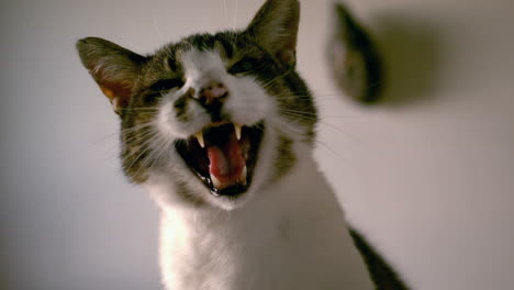 Cat-yawning