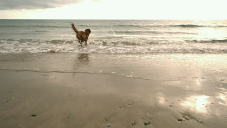 Dog-running-toward-sea