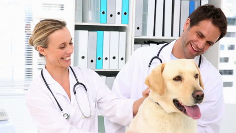 Two-vets-checking-a-yellow-labrador