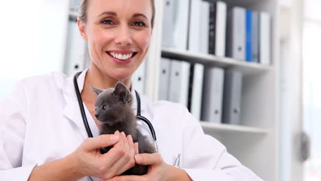 Tierarzt-Hält-Ein-Graues-Kätzchen