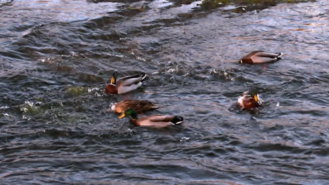 Patos-Nadando-En-El-Lago