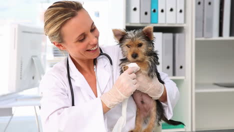 Vet-putting-a-bandage-on-a-yorkshire-terrier