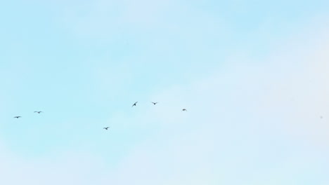 Gaviotas-Volando-En-El-Cielo-Azul