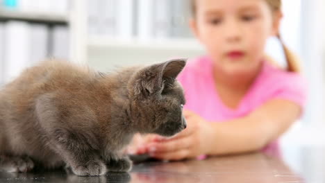 Little-girl-playing-with-a-grey-kitten