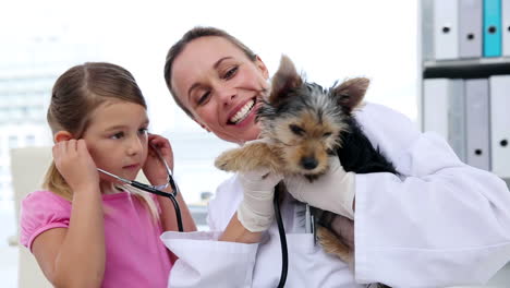 Little-girl-watching-vet-checking-her-yorkshire-terrier