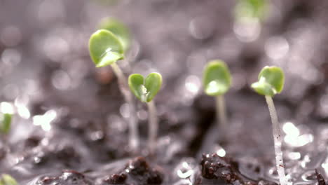 Rain-falling-on-small-plant
