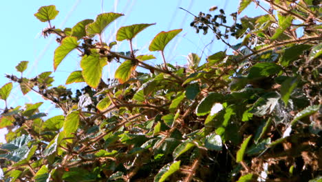 Wasp-flying-over-a-bush