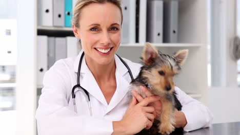 Vet-checking-a-yorkshire-terrier