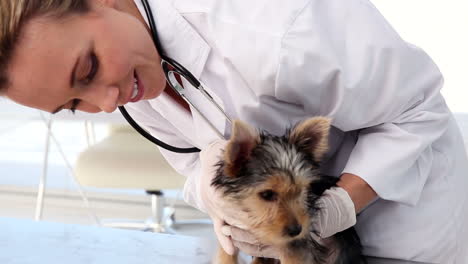 Vet-checking-a-yorkshire-terrier