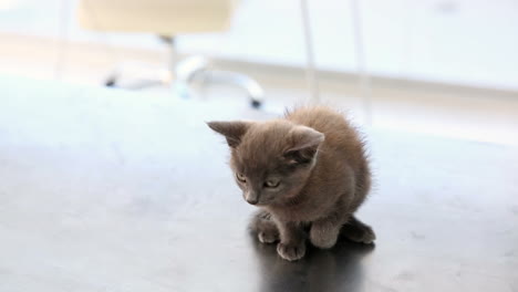Graues-Kätzchen-Sitzt-Auf-Dem-Tisch-Des-Tierarztes