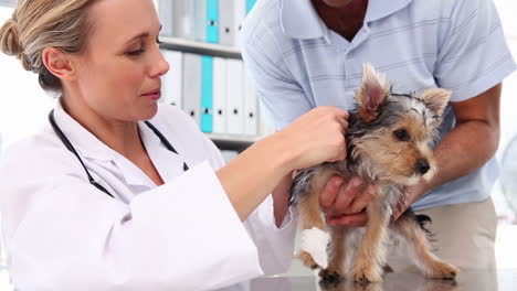 Veterinario-Revisando-Un-Yorkshire-Terrier-Con-Su-Dueño