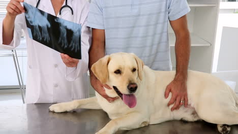 Tierarzt-Zeigt-Dem-Besitzer-Eines-Labradors-Ein-Röntgenbild