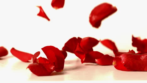 Red-rose-petals-falling-onto-white-surface