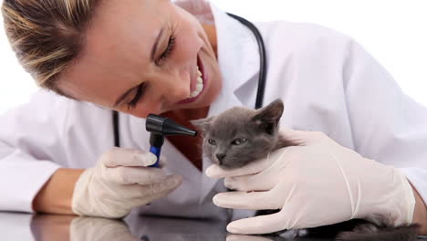 Tierarzt-überprüft-Die-Ohren-Eines-Grauen-Kätzchens