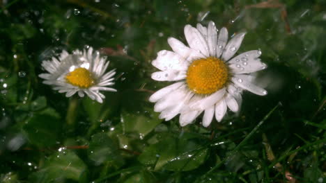 Water-falling-on-daisys-in-garden