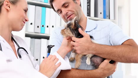 Vet-checking-a-yorkshire-terrier-with-its-owner