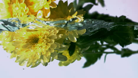 Yellow-flowers-falling-into-water