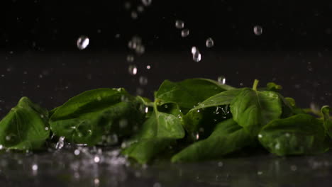 Water-dropping-onto-fresh-basil-leaves