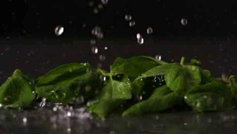 Agua-Cayendo-Sobre-Hojas-De-Albahaca-Fresca