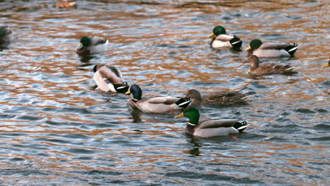 Ducks-swimming-on-the-lake