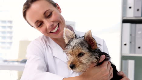 Veterinario-Revisando-Un-Yorkshire-Terrier