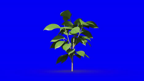 Green-plant-growing-on-blue-screen-background