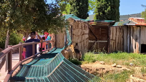 Grey-Wolf-Canis-lupus-in-captivity-North-America,-Europe-Asia-native-mammal-Attica-zoo-Athens-Greece