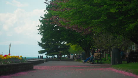 Flor-De-Cerezo-Esparcida-Por-El-Viento-En-Una-Calle-De-Vevey,-Suiza