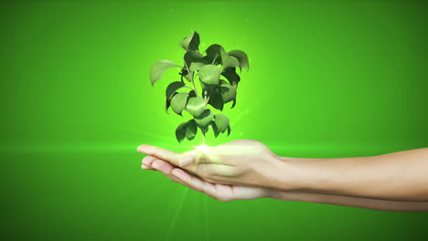 Hände-Präsentieren-Digitale-Grüne-Pflanze-Wächst
