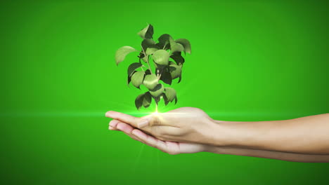 Hands-presenting-digital-green-plant-growing