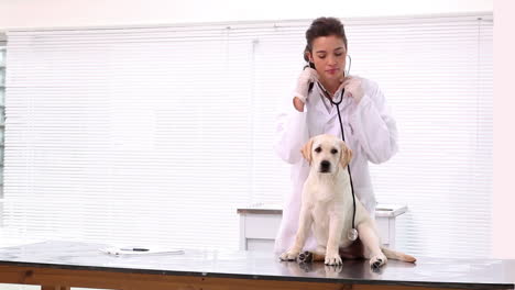 Veterinario-Revisando-Un-Cachorro-Labrador-Amarillo