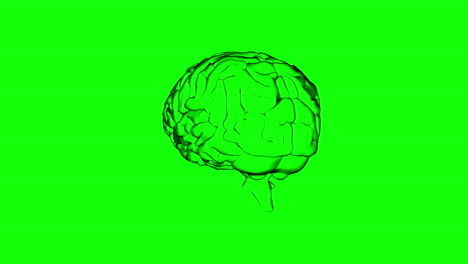 Gehirn-Dreht-Sich-Auf-Grünem-Hintergrund