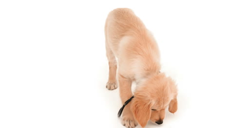 Cute-puppy-playing-with-stethoscope-