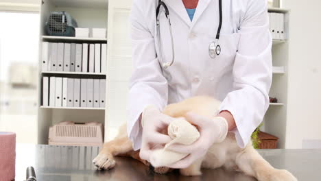 Mujer-Sonriente-Veterinario-Vendando-La-Pierna-Del-Cachorro-