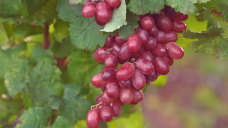 Bündel-Rote-Weintrauben-Am-Weinstock-In-Zeitlupe