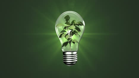 Light-bulb-with-growing-plant