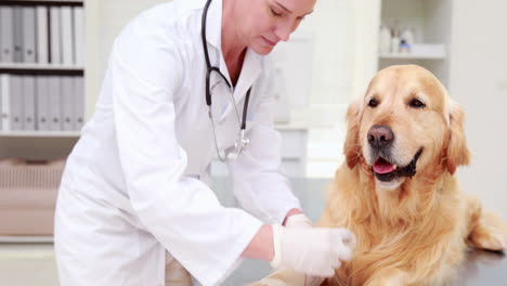 Mujer-Sonriente-Veterinario-Vendando-La-Pierna-Del-Perro.-